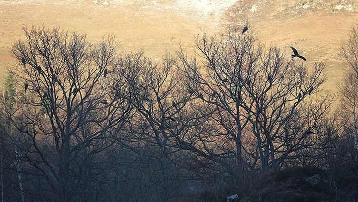 Comptage des milans royaux hivernants dans les Pyrénées !